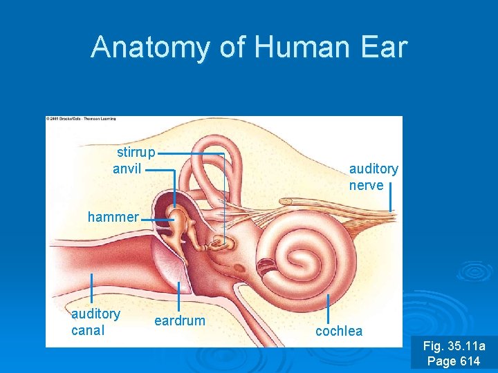 Anatomy of Human Ear stirrup anvil auditory nerve hammer auditory canal eardrum cochlea Fig.