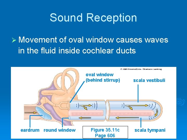 Sound Reception Ø Movement of oval window causes waves in the fluid inside cochlear
