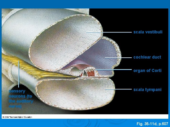 scala vestibuli cochlear duct organ of Corti sensory neurons (to the auditory nerve) scala