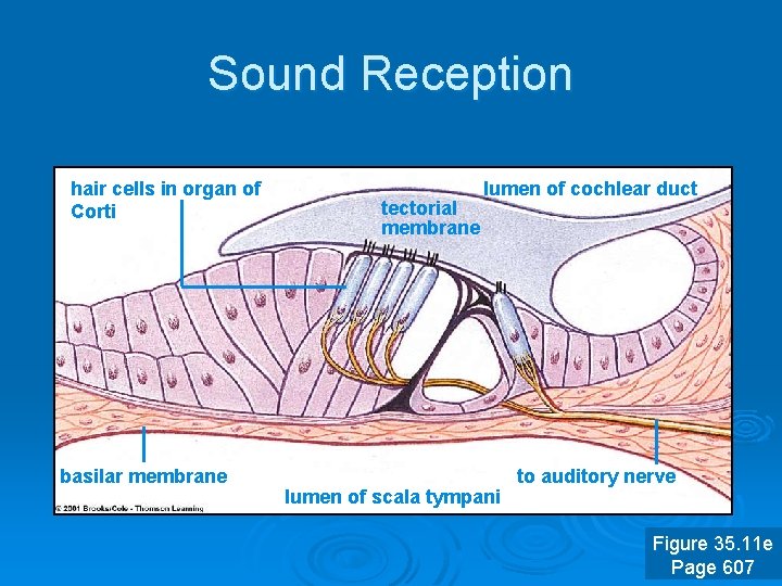 Sound Reception hair cells in organ of Corti basilar membrane tectorial membrane lumen of