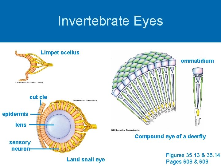Invertebrate Eyes Limpet ocellus ommatidium cuticle epidermis lens Compound eye of a deerfly sensory