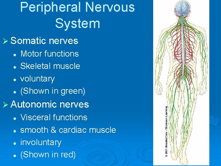 Peripheral Nervous System Ø Somatic nerves l l Motor functions Skeletal muscle voluntary (Shown