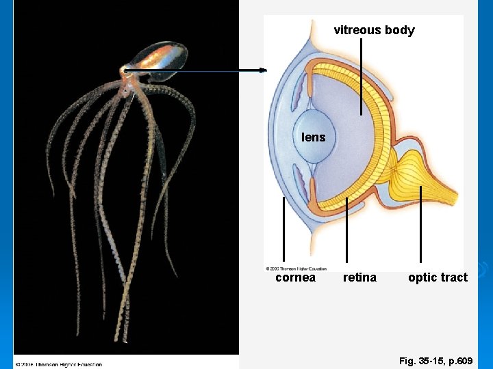vitreous body lens cornea retina optic tract Fig. 35 -15, p. 609 