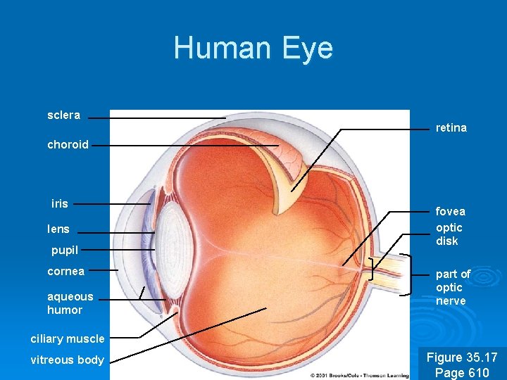 Human Eye sclera retina choroid iris lens pupil cornea aqueous humor fovea optic disk