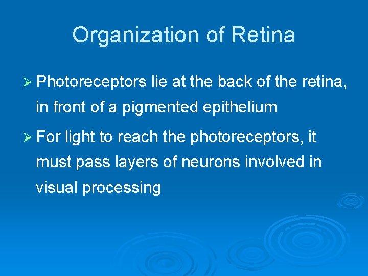 Organization of Retina Ø Photoreceptors lie at the back of the retina, in front