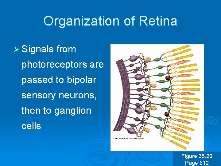 Organization of Retina Ø Signals from photoreceptors are passed to bipolar sensory neurons, then
