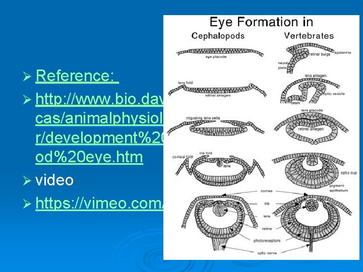 Ø Reference: Ø http: //www. bio. davidson. edu/people/midor cas/animalphysiology/websites/2003/Mulle r/development%20 of%20 the%20 cephalop od%20