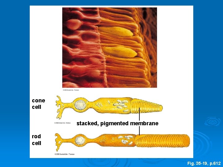 cone cell stacked, pigmented membrane rod cell Fig. 35 -19, p. 612 