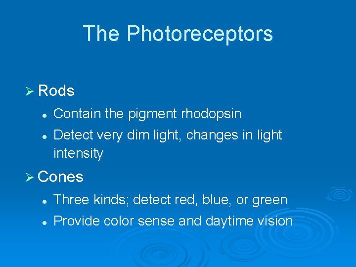 The Photoreceptors Ø Rods l l Contain the pigment rhodopsin Detect very dim light,