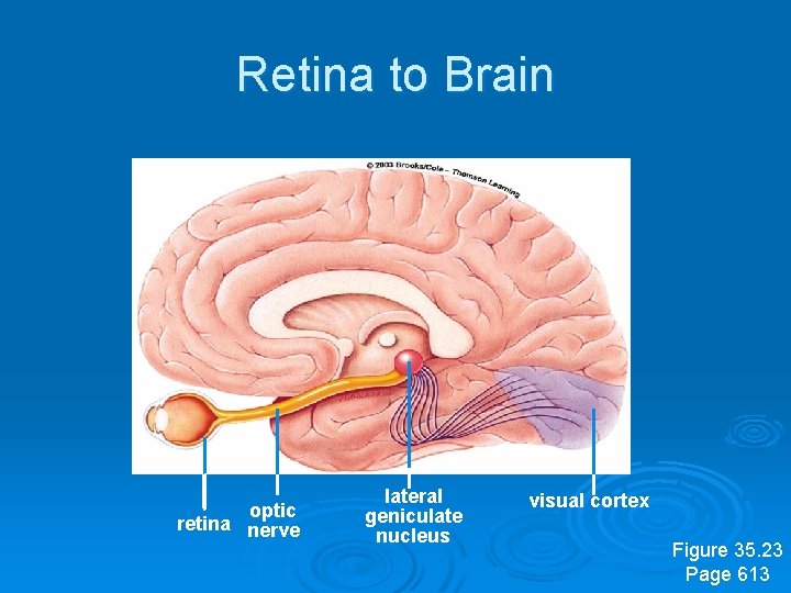 Retina to Brain optic retina nerve lateral geniculate nucleus visual cortex Figure 35. 23