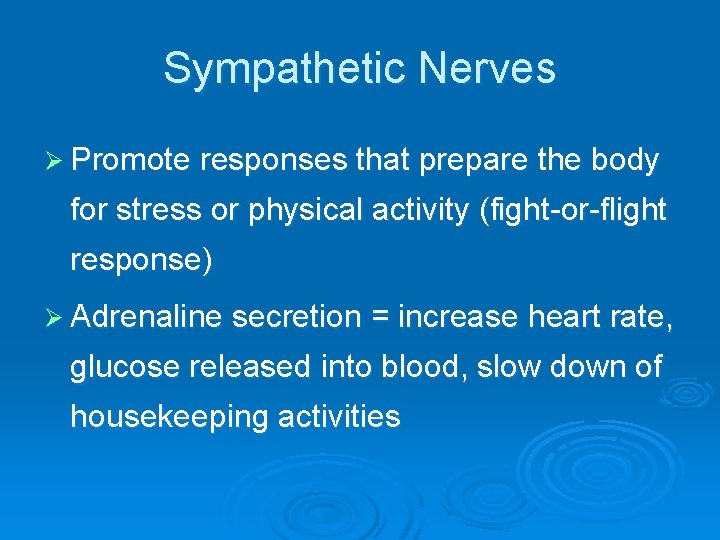 Sympathetic Nerves Ø Promote responses that prepare the body for stress or physical activity