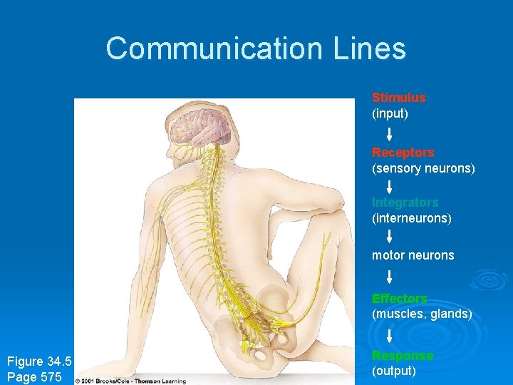 Communication Lines Stimulus (input) Receptors (sensory neurons) Integrators (interneurons) motor neurons Effectors (muscles, glands)