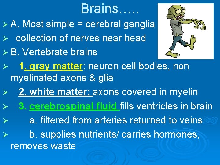 Brains…. . Ø A. Most simple = cerebral ganglia Ø collection of nerves near