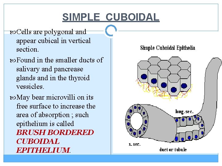 SIMPLE CUBOIDAL Cells are polygonal and appear cubical in vertical section. Found in the