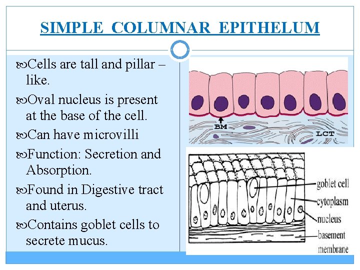 SIMPLE COLUMNAR EPITHELUM Cells are tall and pillar – like. Oval nucleus is present