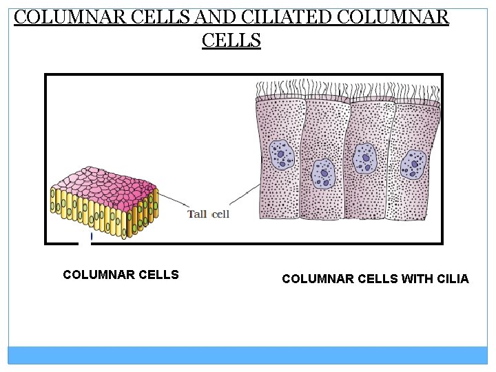 COLUMNAR CELLS AND CILIATED COLUMNAR CELLS WITH CILIA 