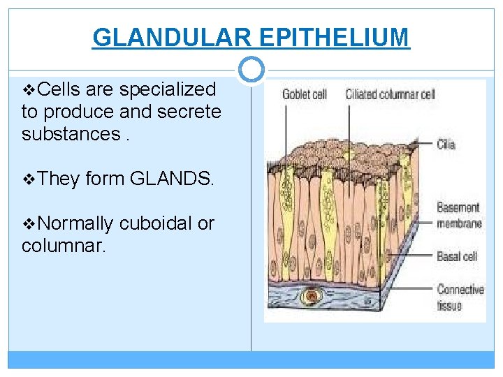 GLANDULAR EPITHELIUM v. Cells are specialized to produce and secrete substances. v. They form