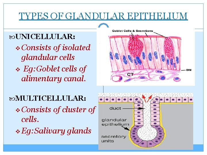 TYPES OF GLANDULAR EPITHELIUM UNICELLULAR: v Consists of isolated glandular cells v Eg: Goblet
