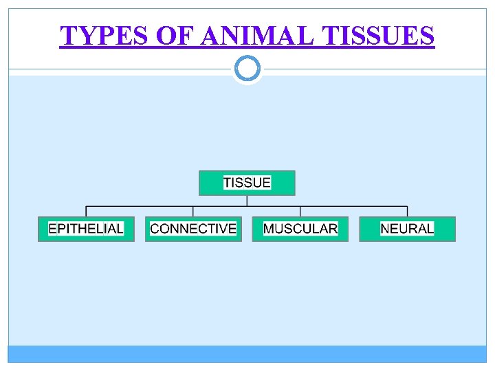 TYPES OF ANIMAL TISSUES 