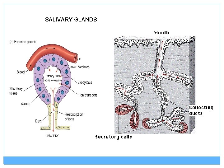 SALIVARY GLANDS 