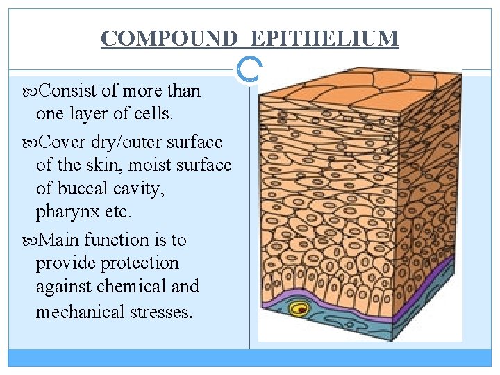 COMPOUND EPITHELIUM Consist of more than one layer of cells. Cover dry/outer surface of