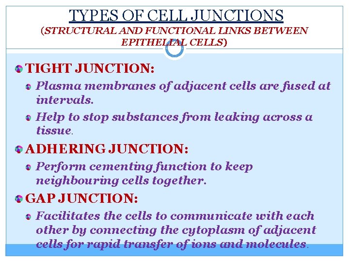 TYPES OF CELL JUNCTIONS (STRUCTURAL AND FUNCTIONAL LINKS BETWEEN EPITHELIAL CELLS) TIGHT JUNCTION: Plasma