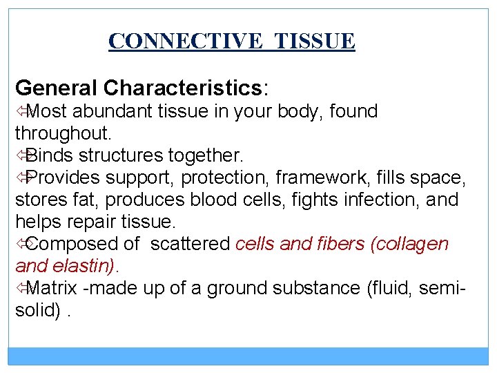 CONNECTIVE TISSUE General Characteristics: ó Most abundant tissue in your body, found throughout. ó