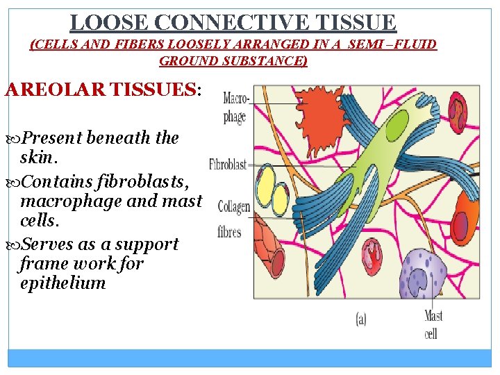 LOOSE CONNECTIVE TISSUE (CELLS AND FIBERS LOOSELY ARRANGED IN A SEMI –FLUID GROUND SUBSTANCE)