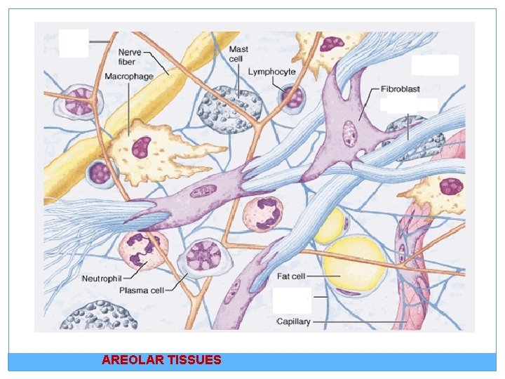 AREOLAR TISSUES 