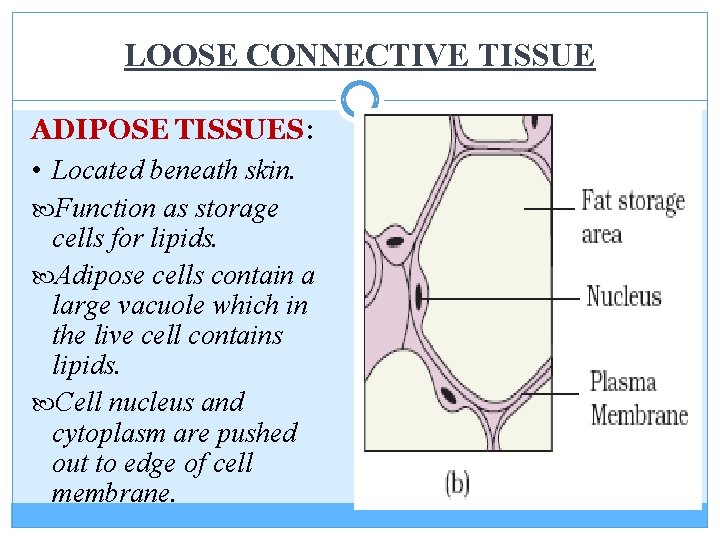 LOOSE CONNECTIVE TISSUE ADIPOSE TISSUES: • Located beneath skin. Function as storage cells for