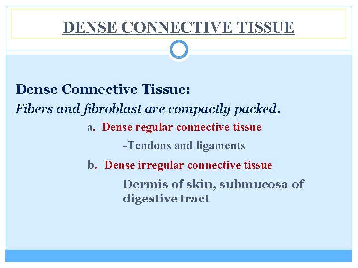 DENSE CONNECTIVE TISSUE Dense Connective Tissue: Fibers and fibroblast are compactly packed. a. Dense