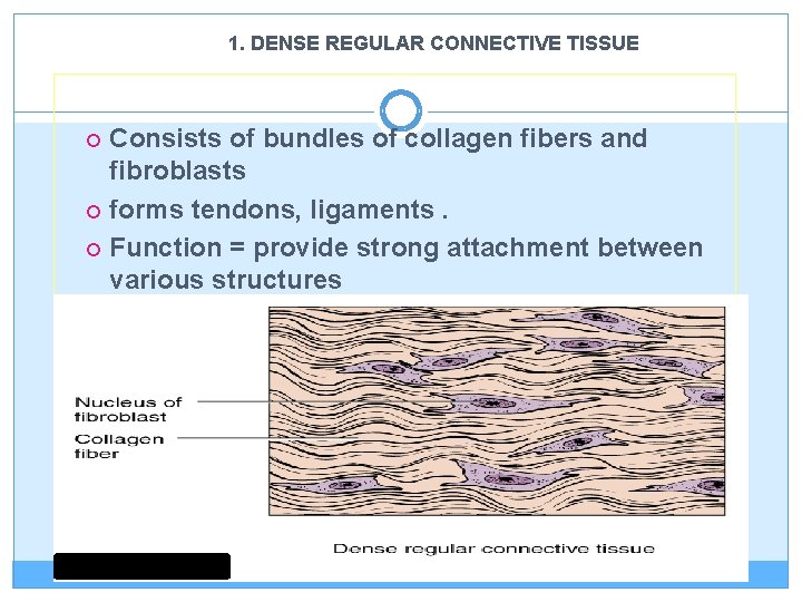 1. DENSE REGULAR CONNECTIVE TISSUE Consists of bundles of collagen fibers and fibroblasts forms