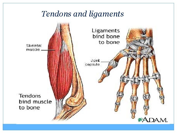 Tendons and ligaments 