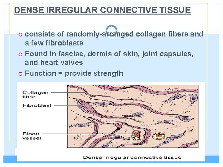DENSE IRREGULAR CONNECTIVE TISSUE consists of randomly-arranged collagen fibers and a few fibroblasts Found
