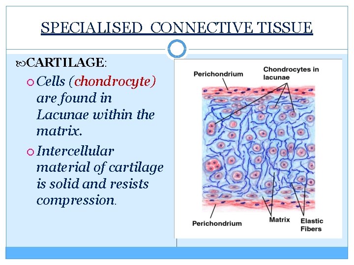 SPECIALISED CONNECTIVE TISSUE CARTILAGE: Cells (chondrocyte) are found in Lacunae within the matrix. Intercellular