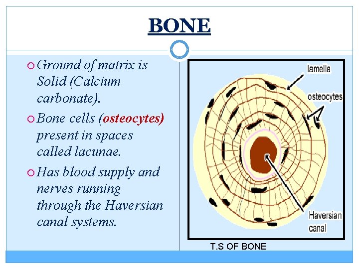 BONE Ground of matrix is Solid (Calcium carbonate). Bone cells (osteocytes) present in spaces