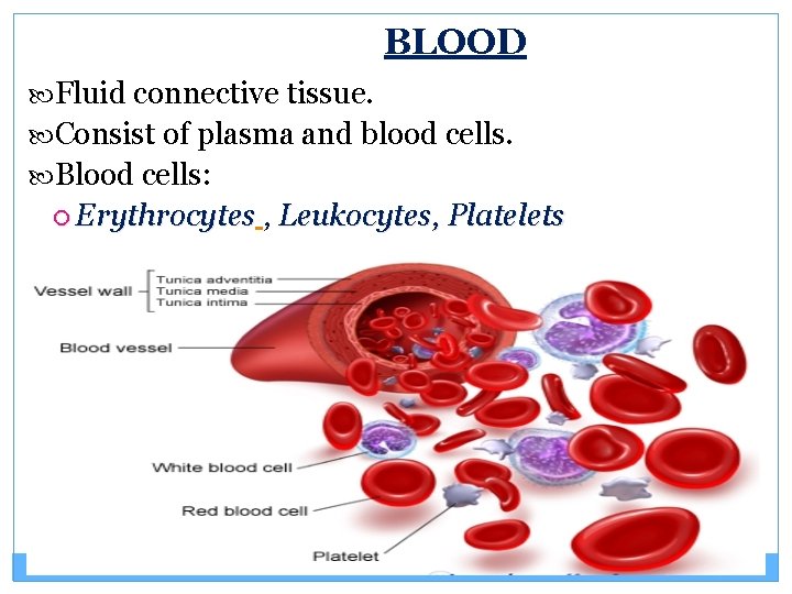 BLOOD Fluid connective tissue. Consist of plasma and blood cells. Blood cells: Erythrocytes ,