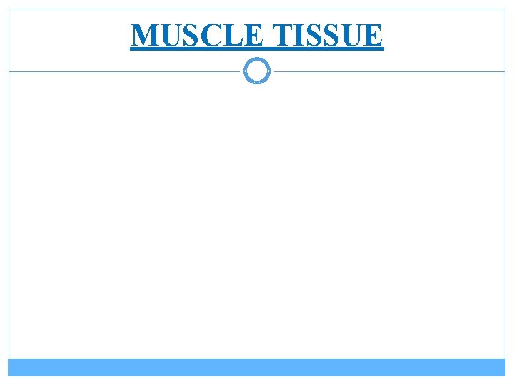 MUSCLE TISSUE 