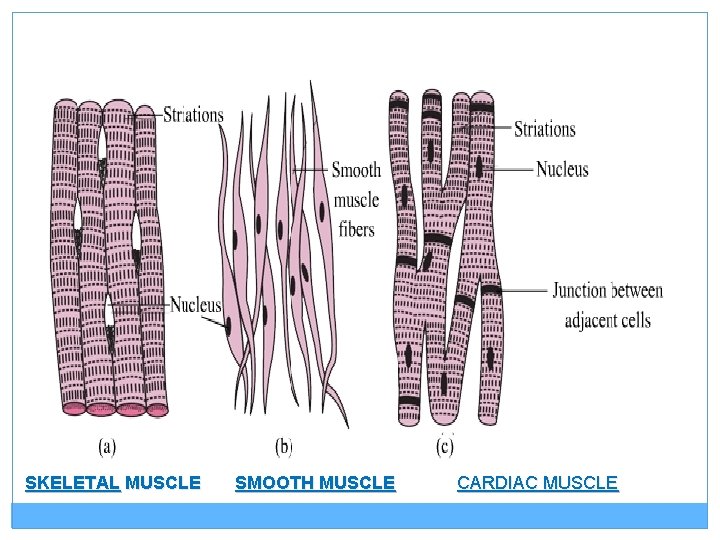 SKELETAL MUSCLE SMOOTH MUSCLE CARDIAC MUSCLE 