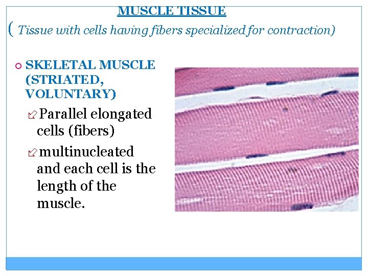 MUSCLE TISSUE ( Tissue with cells having fibers specialized for contraction) SKELETAL MUSCLE (STRIATED,