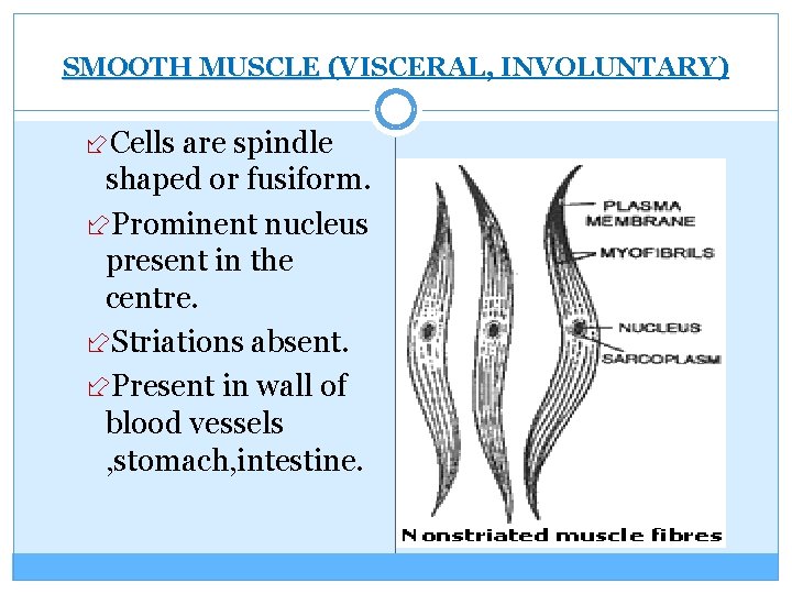 SMOOTH MUSCLE (VISCERAL, INVOLUNTARY) Cells are spindle shaped or fusiform. Prominent nucleus present in