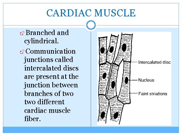 CARDIAC MUSCLE Branched and cylindrical. Communication junctions called intercalated discs are present at the