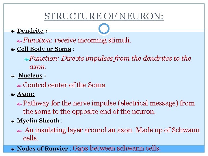 STRUCTURE OF NEURON: Dendrite : Function: receive incoming stimuli. Cell Body or Soma :