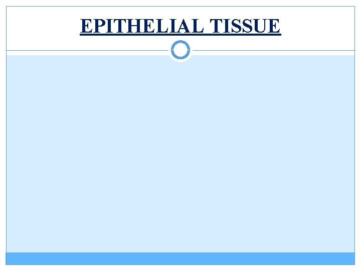 EPITHELIAL TISSUE 