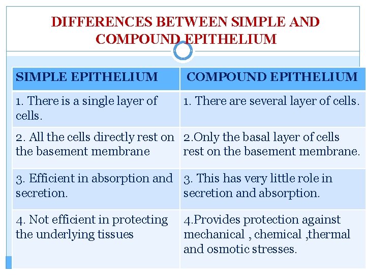 DIFFERENCES BETWEEN SIMPLE AND COMPOUND EPITHELIUM SIMPLE EPITHELIUM COMPOUND EPITHELIUM 1. There is a