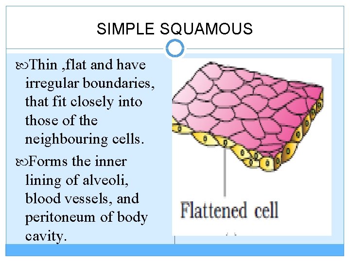 SIMPLE SQUAMOUS Thin , flat and have irregular boundaries, that fit closely into those