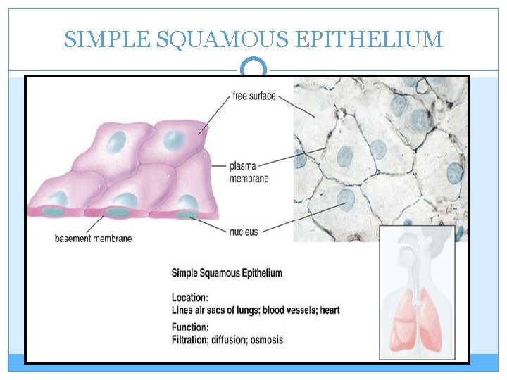 SIMPLE SQUAMOUS EPITHELIUM 