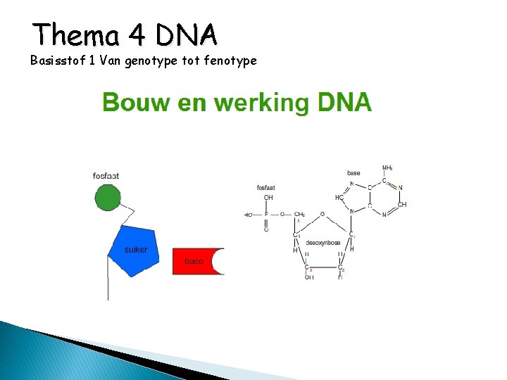 Thema 4 DNA Basisstof 1 Van genotype tot fenotype 