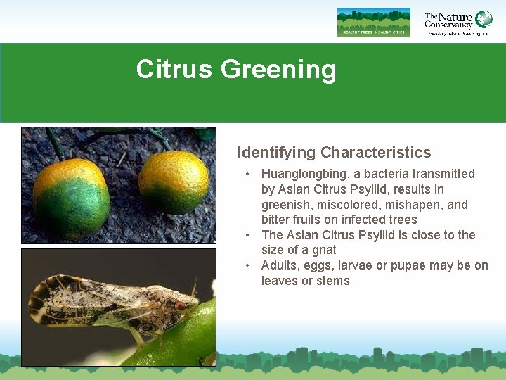 Citrus Greening Identifying Characteristics • Huanglongbing, a bacteria transmitted by Asian Citrus Psyllid, results