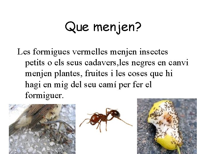 Que menjen? Les formigues vermelles menjen insectes petits o els seus cadavers, les negres